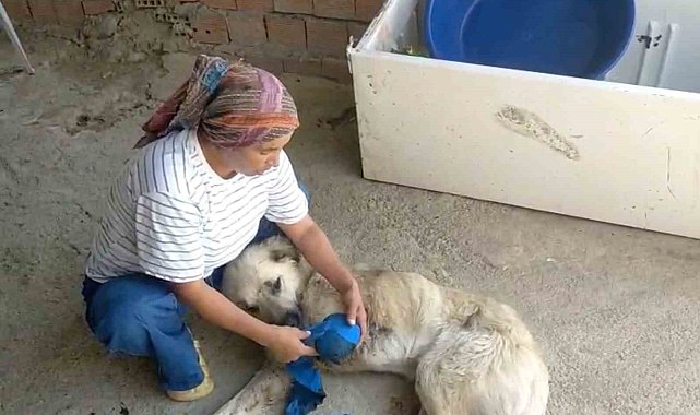 Çoban köpeğini tüfekle vurup sakat bıraktılar