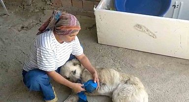Çoban köpeğini tüfekle vurup sakat bıraktılar