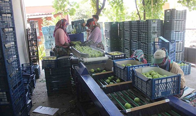Coğrafi işarete sahip 'Bayramiç beyazı'nda bu yıl 10 bin ton ürün bekleniyor