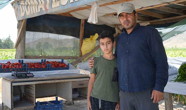 Coğrafi işaretli lezzette sezon açıldı: Ayaş domatesi dalından toplanıyor