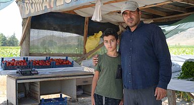 Coğrafi işaretli lezzette sezon açıldı: Ayaş domatesi dalından toplanıyor