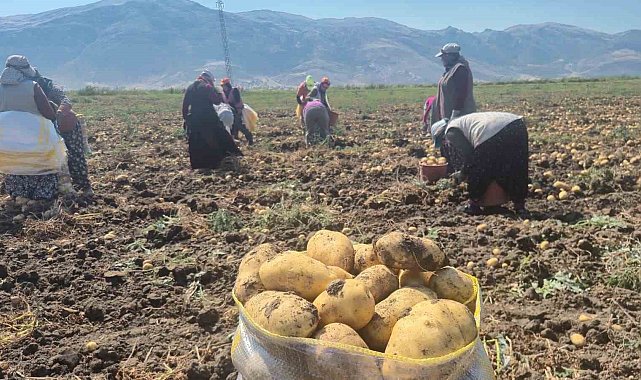 Çölovası'nda patates hasadı sürüyor