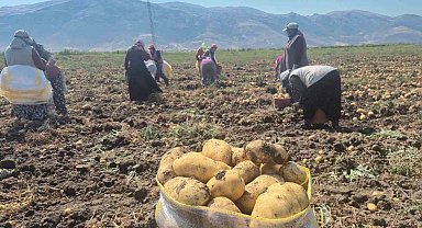 Çölovası'nda patates hasadı sürüyor