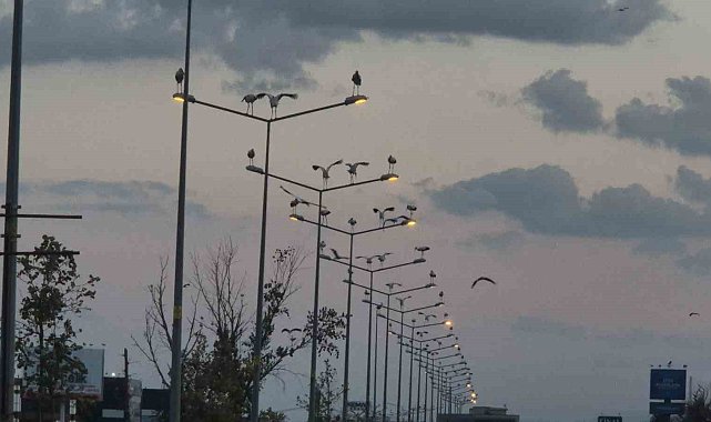 Çorlu'da ilginç manzara: Direkler, ağaçlar ve tarlalar leyleklerle doldu
