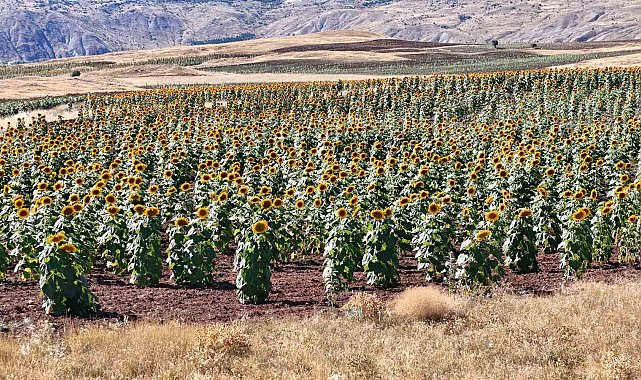 Cumhurbaşkanı'nın çağrısı yanıt buldu, Sivas'ta ayçiçeği üretimi geçen yıla göre yüzde 109 arttı