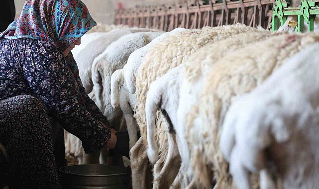 Dağdan gelen koyunlardan elle sağılan süt, kadınların emeğiyle geçim kaynağına dönüşüyor