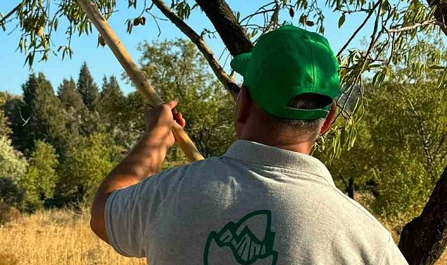 Datça'da badem hasadı başladı