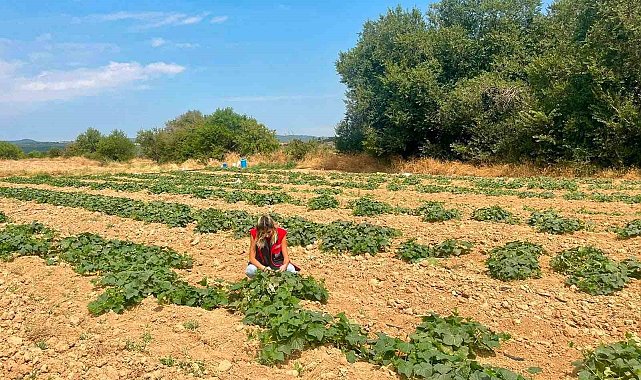 Dazkırı'da alternatif ürünler için saha çalışması