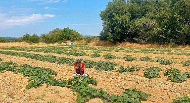 Dazkırı'da alternatif ürünler için saha çalışması