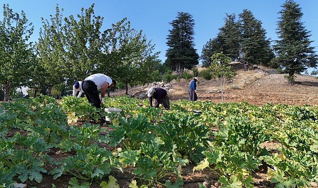 Deprem sonrası hayatını yeniden inşa etti, köyüne döndü: Şimdi kabak yetiştiriyor