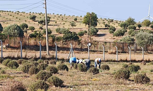 Didim Belediyesi yeşil alanlar için kendi bitkisini üretiyor