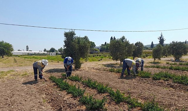 Didim Belediyesi'nden topraktan kente uzanan üretim
