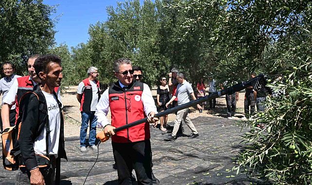 Dikili'de sezonun ilk zeytin hasadı başladı
