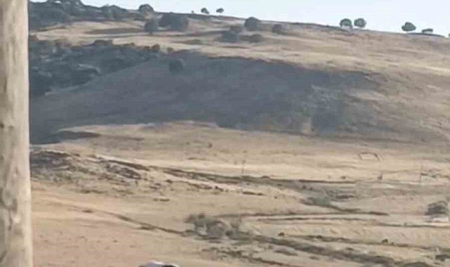 Diyarbakır'da ayağı yuvasındaki bez parçasına takılan leylek kurtarıldı