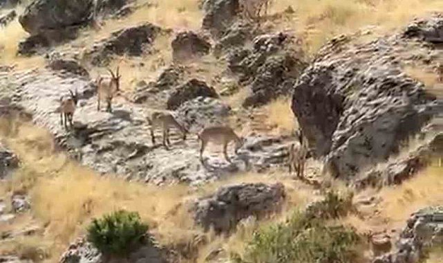 Diyarbakır'da Gelincik Dağı'nda sürü halinde gezen dağ keçileri görüntülendi
