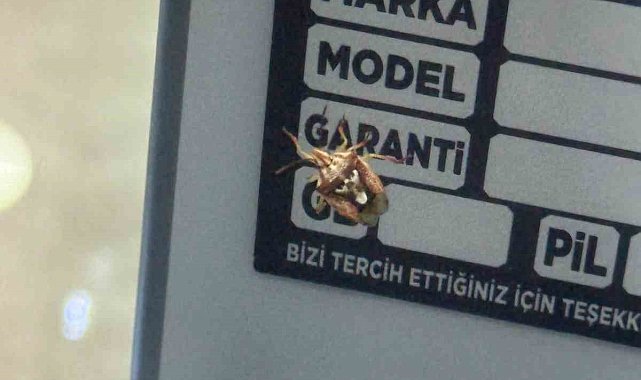 Diyarbakır'da görenleri şaşırtan böcek: Sırtında adeta yüz var