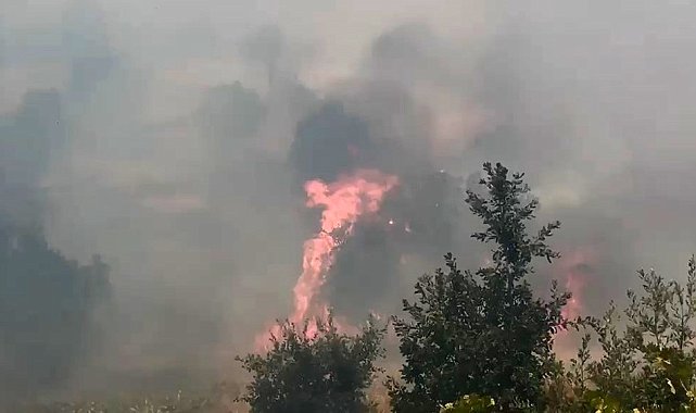 Diyarbakır'da örtü ve orman yangınında geniş alan zarar gördü