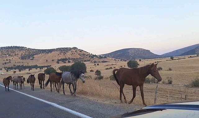 Diyarbakır'da yaban at sürüsü yola indi