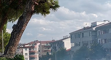 Düğün konvoyundan atılan havai fişek çam ağacını yaktı
