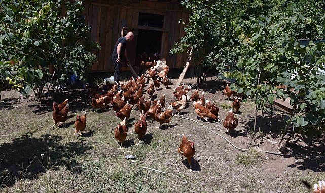 Dükkanını kapattı, köyünde hobi olarak başladığı tavukçulukta müşterilere yetişemiyor