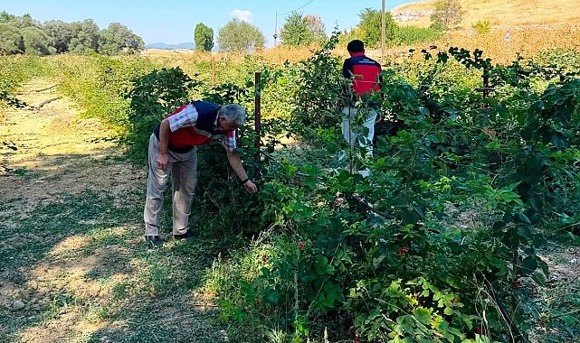 Dumlupınar Selkisaray Köyü'nde böğürtlen üretim alanı kontrol edildi