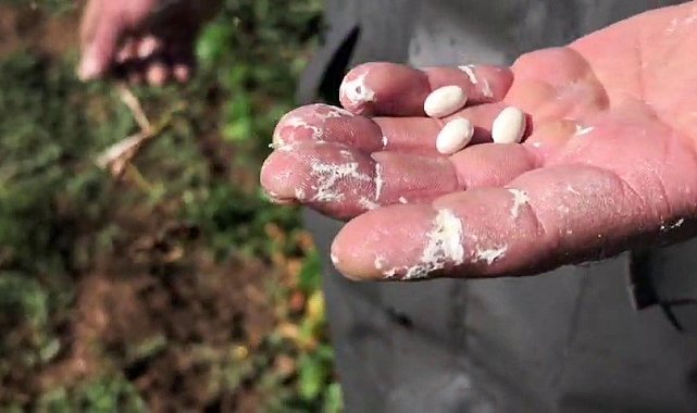 Dünyaca ünlü ispir fasulyesinde hasat hazırlığı