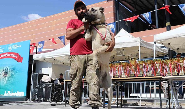 Dünyaca ünlü "Anadolu aslanları" güzellik yarışında kıyasıya yarıştı
