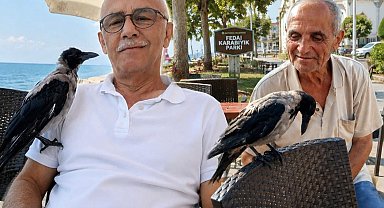Düzce Akçakoca'da insanlarla dostluk kuran karga ilgi odağı