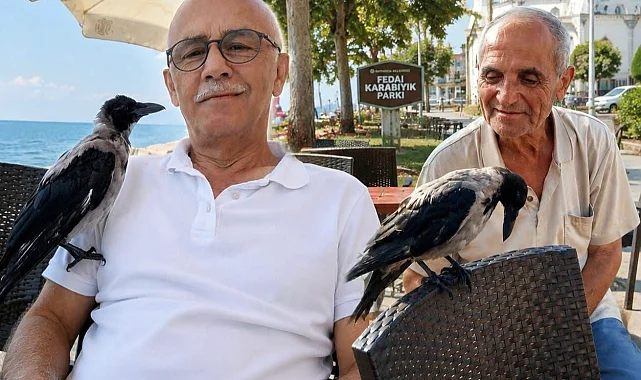 Düzce Akçakoca'da insanlarla dostluk kuran karga ilgi odağı