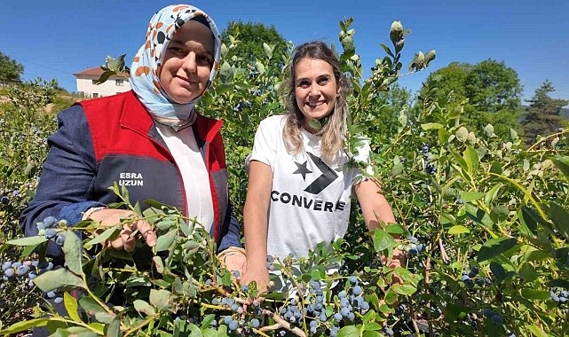 Düzce'de yaban mersini üretimi yaygınlaşıyor