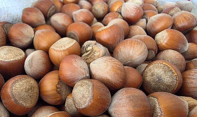 Düzce'den AB ülkelerine 6 bin 667 ton fındık ihraç edildi