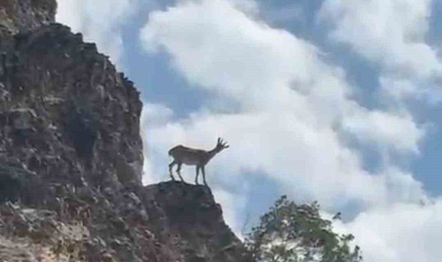 Elazığ'da dağ keçileri görüntülendi