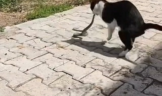 Elazığ'da kediyle yılanın kavgası kameraya yansıdı
