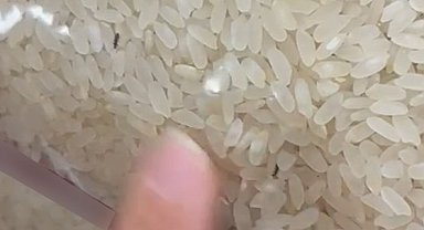 Elazığ'da paketli bir pirinç içerisinde böcekler görüntülendi