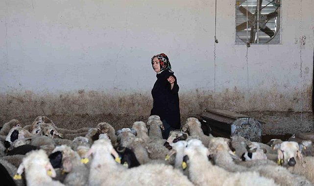 Elazığlı kadın girişimci devlet desteğiyle çiftlik kurdu