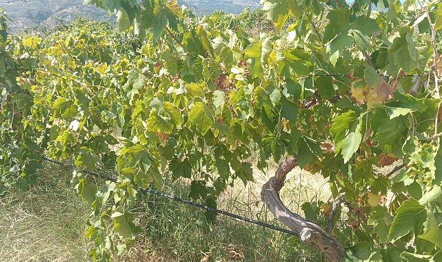 Emek hırsızları bağdan 2 ton üzüm çaldı