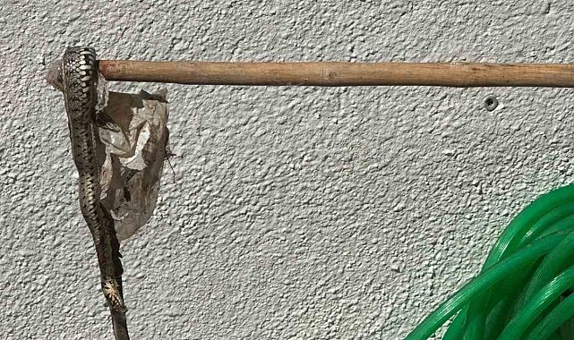 Enez'de sitede yılan paniği