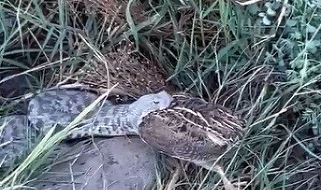 Engerek yılanının bıldırcın avı kameraya yansıdı