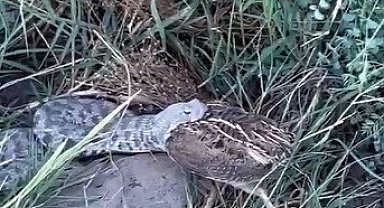Engerek yılanının bıldırcın avı kameraya yansıdı