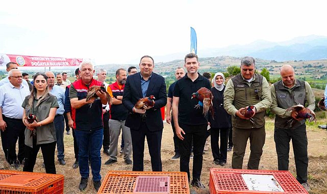 Erbaa Belediyesi'nden keneyle mücadeleye halkalı sülün ve kekliklerle destek