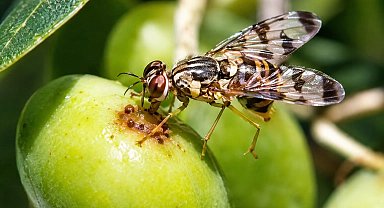 Erdek'te zeytin üreticilerine zeytin sineği uyarısı
