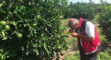 Erzin'de narenciye bahçelerinde hastalık denetimi yapıldı