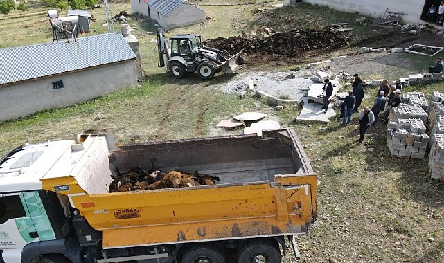 Erzincan'da ayı dehşeti: Ağıla ayı girdi, 144 küçükbaş hayvan telef oldu