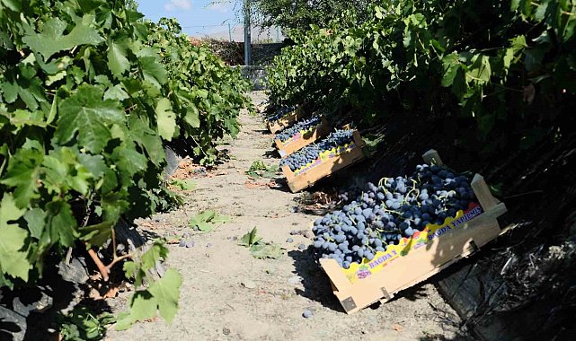 Erzincan'da dolu, Cimin üzümü bağlarını vurdu