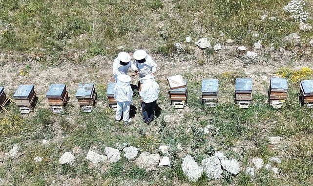 Erzincan'da kovanlar bal doldu, arıcılar hasadı bekliyor