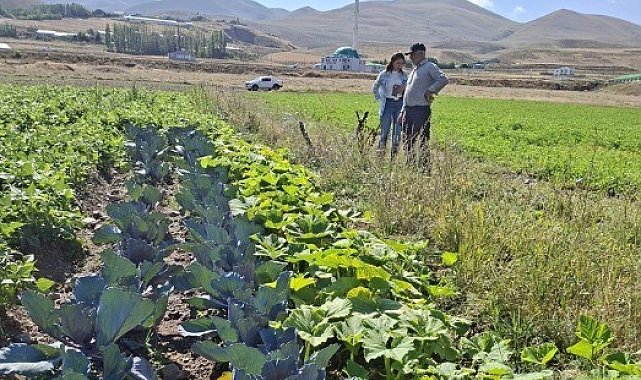 Erzurum'da kadın çiftçilerin kırmızılahana ve kereviz fidelerine sıkı takip