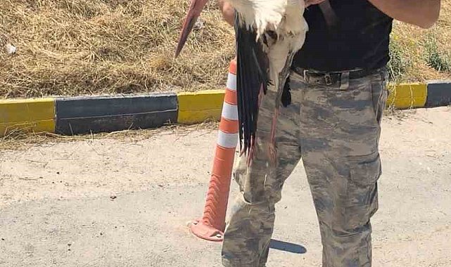 Eskişehir Büyükşehir Belediyesi çöplüğünde bacağı kırık halde bulunan leylek 4 gündür yardım bekliyor