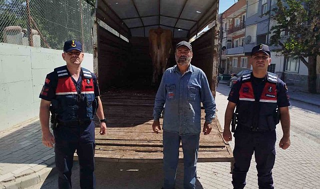 Eskişehir'de çalınan büyükbaş hayvanlardan biri Bilecik'te bulundu