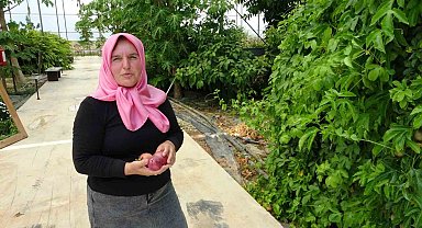 Evin çatısında tohumla başlayan yolculuk, tropikal meyve müzesine dönüştü