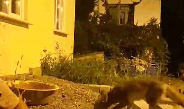Evinin önüne gelen tilkiyi elleriyle besliyor